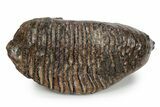 Fossil Woolly Mammoth Upper M Molar - Poland #357014-4